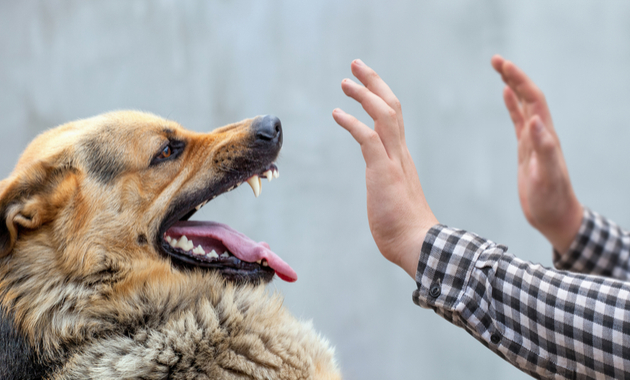 should you have a tetanus shot after a dog bite