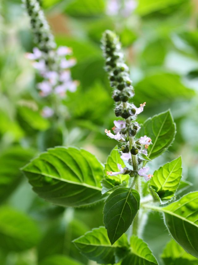 5 Health Benefits Of Holy Basil - Tata 1mg Capsules