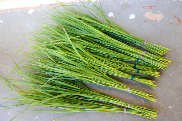 Durva Grass In Hindi Doob Grass In Hindi