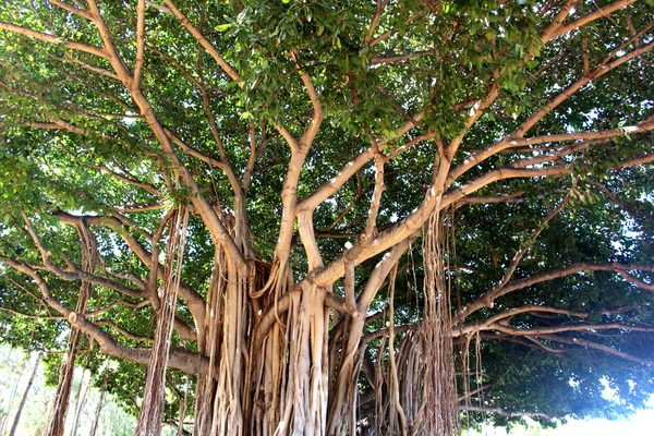 Banyan Tree Benefits